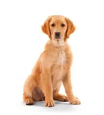 Verti nuevo seguro para mascotas