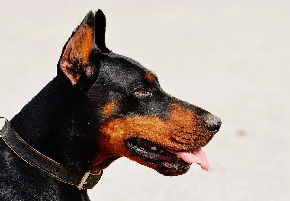 COMO SON LOS SEGUROS PARA PERROS