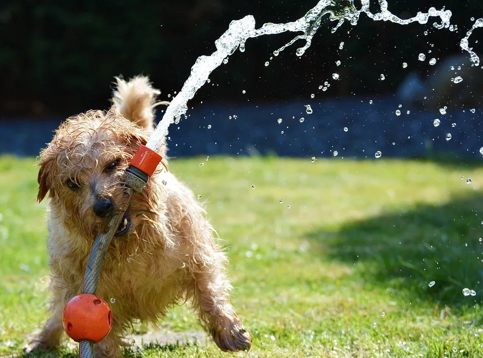 CONTRATAR SEGUROS PARA PERROS