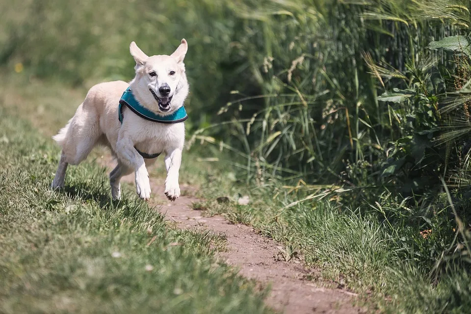 QUE SON LOS SEGUROS PARA PERROS