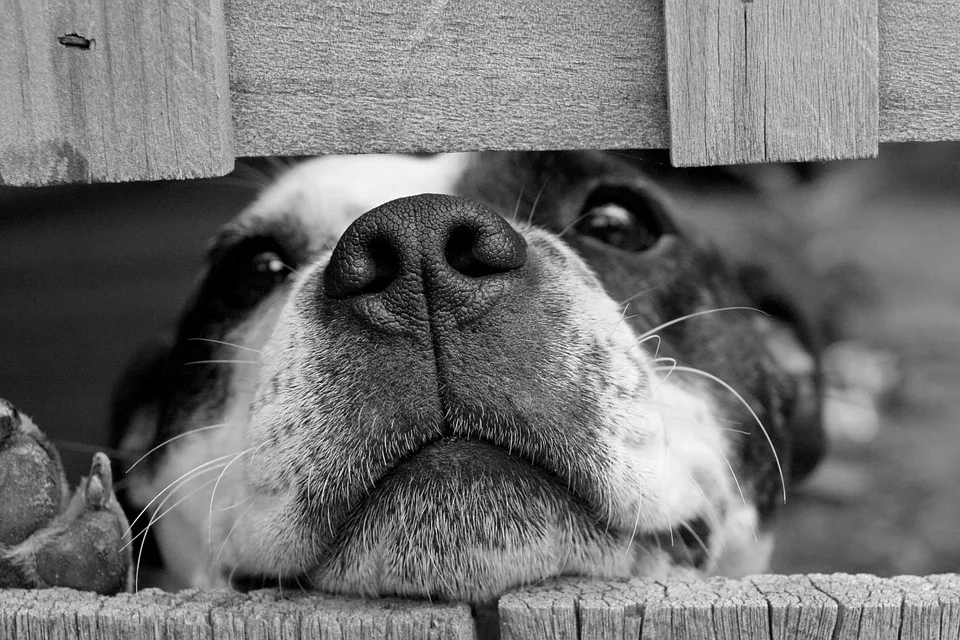 SEGUROS PARA PERROS