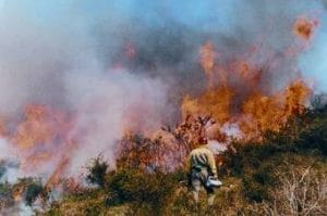 afectados por incendios forestales